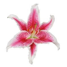 a pink and white flower with spots on it's petals is shown against a white background