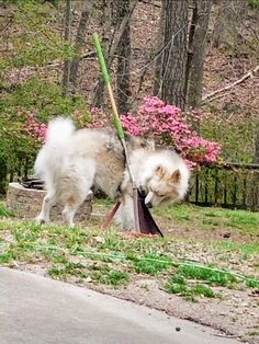 a dog is playing with a shovel in the grass near some trees and bushes, while another dog looks on