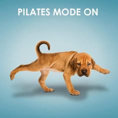 a puppy is standing on its hind legs with the caption pilates mode on