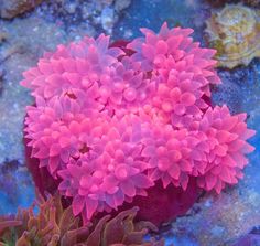 pink sea anemone growing on the bottom of a coral