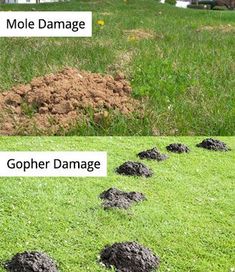 there are many different types of mud in the grass and dirt on the ground,