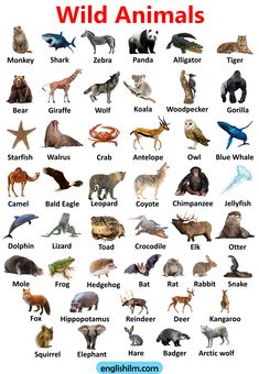 an image of wild animals with their names