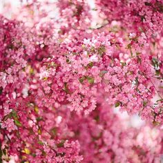 pink flowers are blooming on the tree