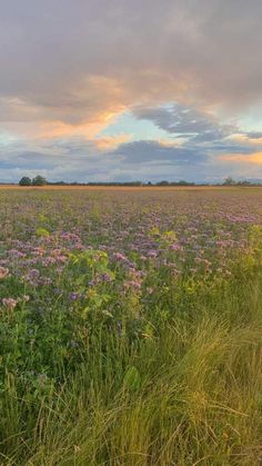 a large field full of purple flowers under a cloudy sky