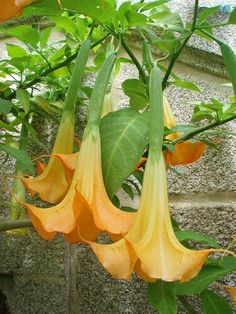 orange flowers growing on the side of a building