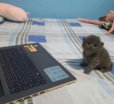 a small gray kitten sitting on top of a bed next to a laptop computer