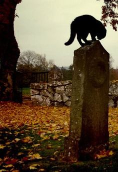 a cat standing on top of a grave in the middle of a field with fallen leaves