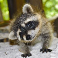 a baby raccoon is standing on the ground