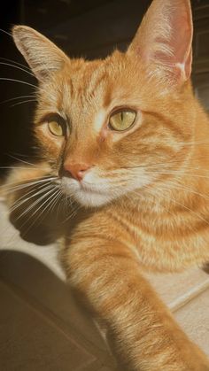 an orange tabby cat laying on the floor