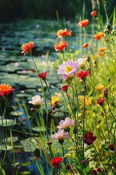 colorful flowers are growing in the grass near water