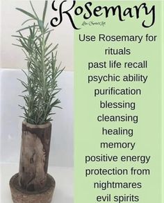 a plant in a wooden pot with the words rosemary on it and an image of a tree stump