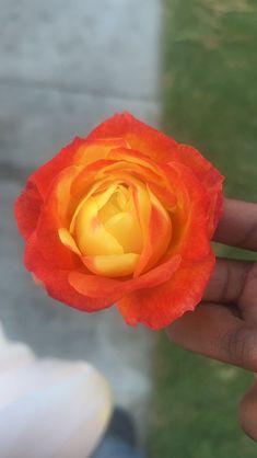 a person holding a flower in their hand