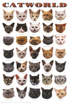 a poster with many different types of cats on it's face and the words cat world