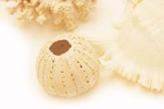 an image of sea shells on white background