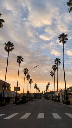 palm trees line the street as the sun sets