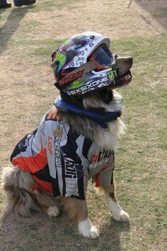 a dog wearing a helmet and jacket sitting on top of a grass covered park bench