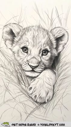 a pencil drawing of a baby lion cub