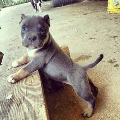 a puppy sitting on top of a wooden bench next to another dog in the background