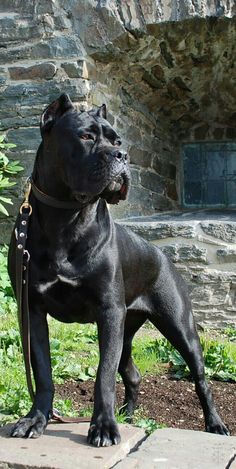 a large black dog standing on top of a stone floor next to a lush green field