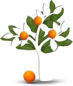 an orange tree with three oranges on it's branches and two green leaves