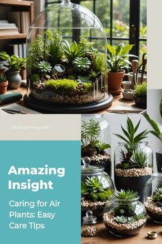 Terrariums with assorted air plants showcased on a wooden table in a well-lit room.