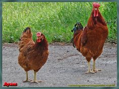 two brown chickens standing next to each other on a dirt road with grass in the background