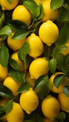 a bunch of lemons are growing on the tree