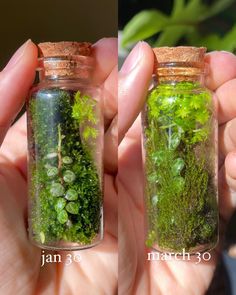 two jars filled with plants and moss in each one's hands, both showing the same size