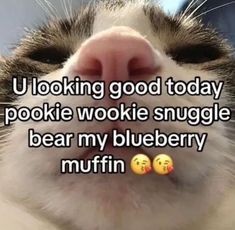 a close up of a cat's face with the caption saying looking good today pookie wokie snuggle bear my blueberry muffin