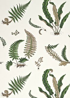 an image of various plants and leaves on a white background