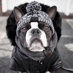 a black and white dog wearing a knitted hat, jacket and scarf with ear flaps