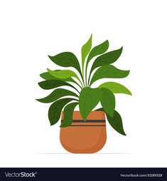 a potted plant with green leaves