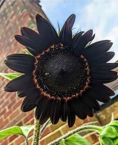 a large black sunflower in front of a brick building