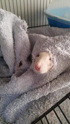 a hamster is wrapped up in a blanket