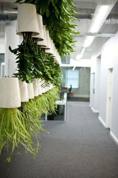 an office hallway with plants hanging from the ceiling and lamps on the wall above them