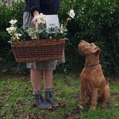 a woman standing next to a brown dog and holding a basket with flowers in it