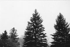 three evergreen trees in the snow on a cloudy day