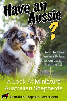 an australian shepherd dog sitting in the grass with his head turned to look like he's smiling