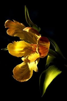 two yellow tulips with green leaves in the dark