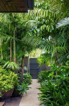 an outdoor area with lots of plants and trees on the ground, along with a wooden walkway