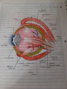 diagram of the human eye with labels and description in spanish on lined notebook pages