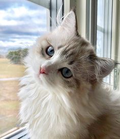 a fluffy white cat with blue eyes looking out the window