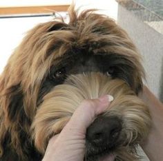 a close up of a person petting a dog