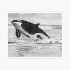 an orca jumping out of the water sticker