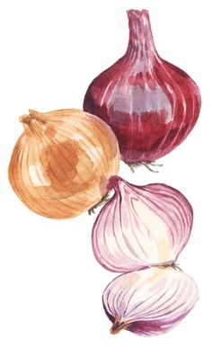 three onions and one onion are shown in this watercolor painting on white paper,