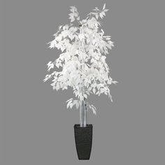 a white plant in a black vase on a gray background with clipping for text