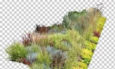 an image of some plants growing on the side of a hill transparent background png clipart