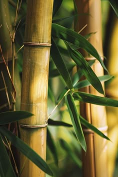 Bamboo Plant Aesthetic, Bambu Aesthetic, Lotus Mural, Bamboo Photography, Bamboo Aesthetic, Japanese Bamboo Art, Bamboo Image