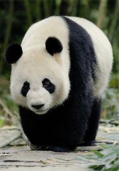 a black and white panda bear walking on the ground