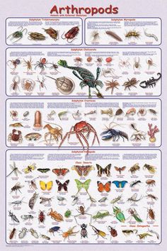 an insect poster showing the different types of bugs